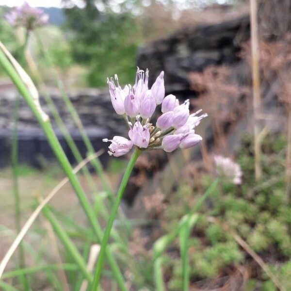 Allium senescens Flower