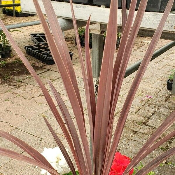 Phormium tenax Хабит