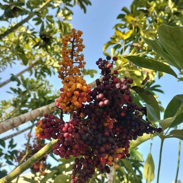 Heptapleurum actinophyllum Fruit