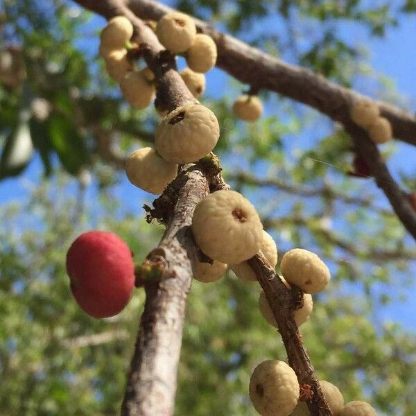 Ficus salicifolia Vili