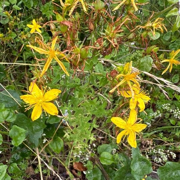 Hypericum annulatum Flower