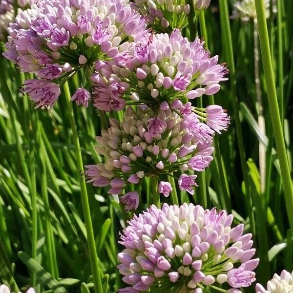 Allium senescens 花