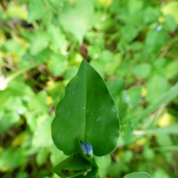 Commelina benghalensis Leaf
