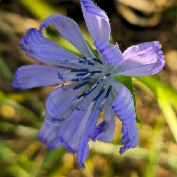 Cichorium endivia Floro