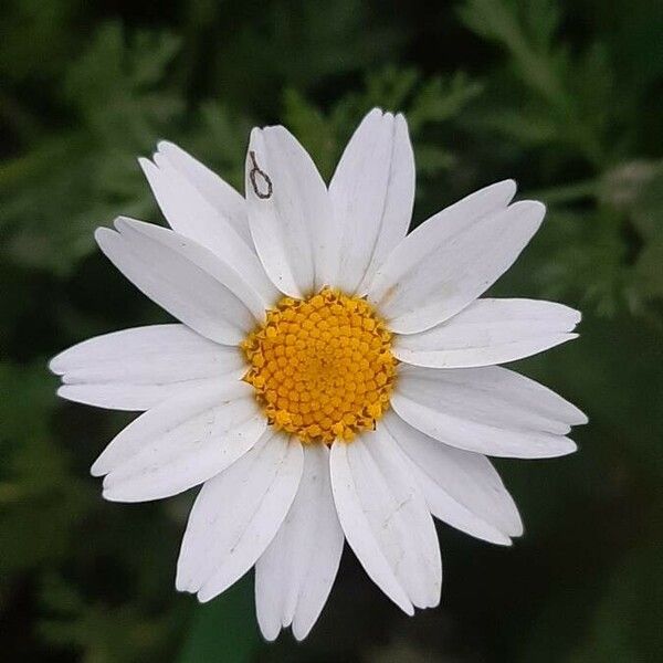 Anthemis arvensis Blüte