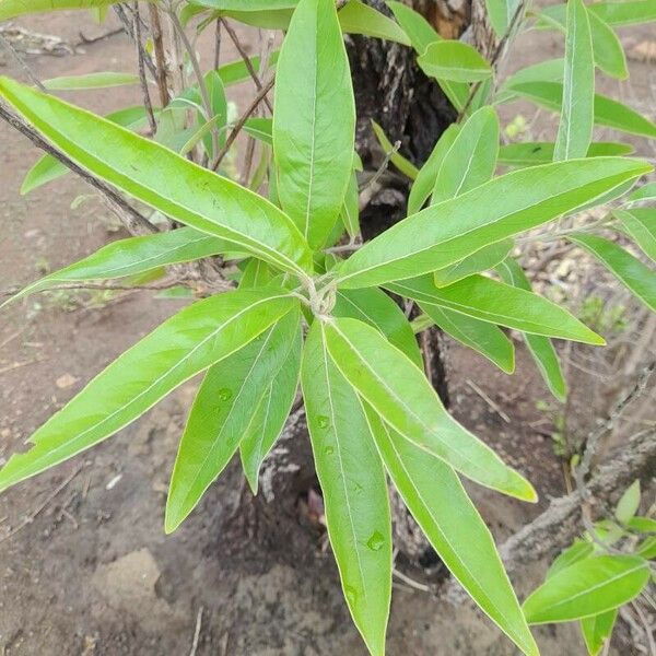 Ozoroa insignis Blad