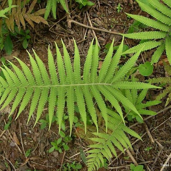 Thelypteris parasitica Leaf