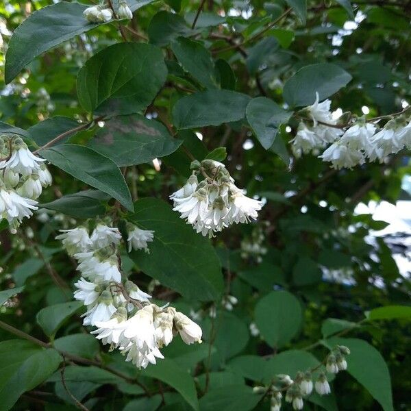 Deutzia crenata 花