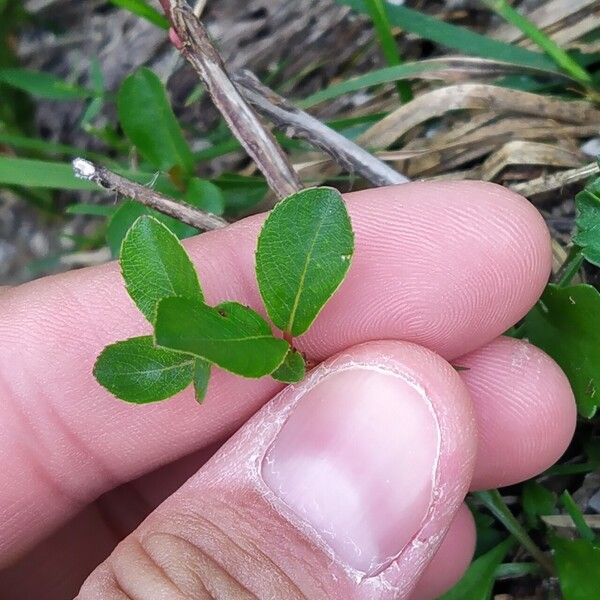 Salix glabra Frunză