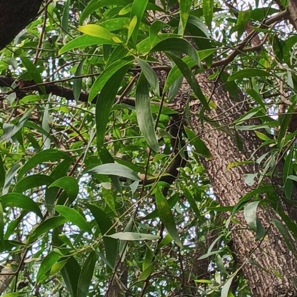 Acacia auriculiformis Листок