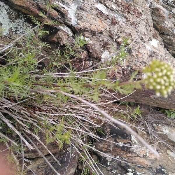 Achillea chamaemelifolia Квітка