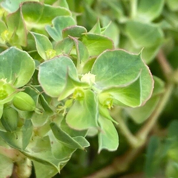 Euphorbia falcata Floare