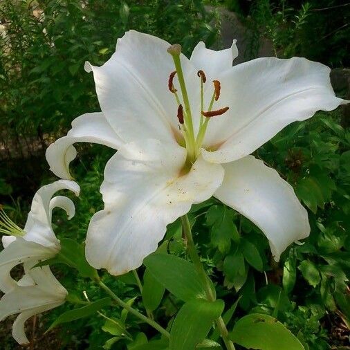 Lilium candidum Flower