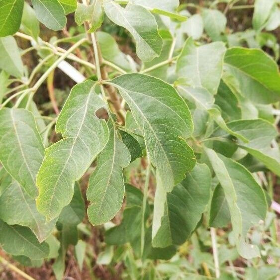 Heteromorpha arborescens Fuelha