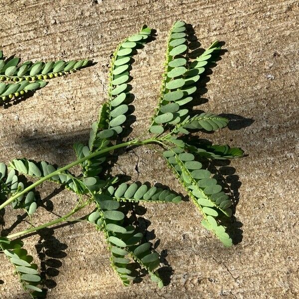 Phyllanthus urinaria Folio