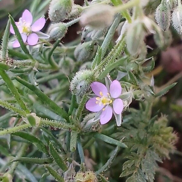 Spergularia rubra ᱵᱟᱦᱟ