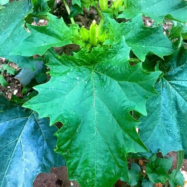 Datura stramonium List