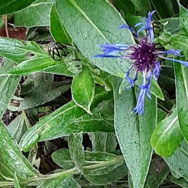 Centaurea triumfettii Лист