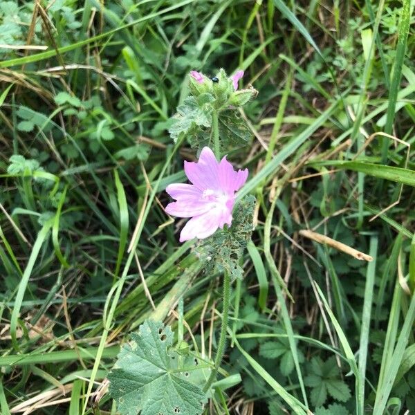 Malva alcea Lorea