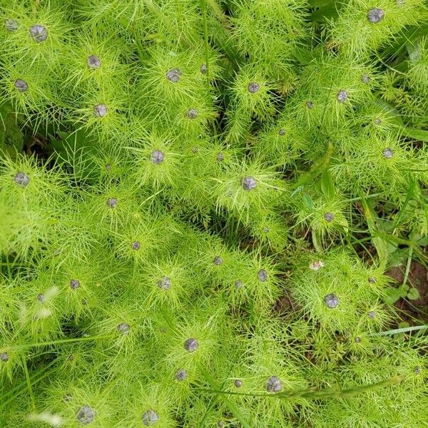 Nigella damascena Vivejo