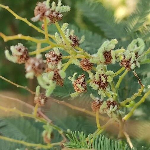 Acacia decurrens Flors