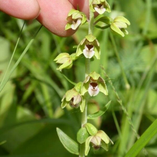 Epipactis phyllanthes Flower