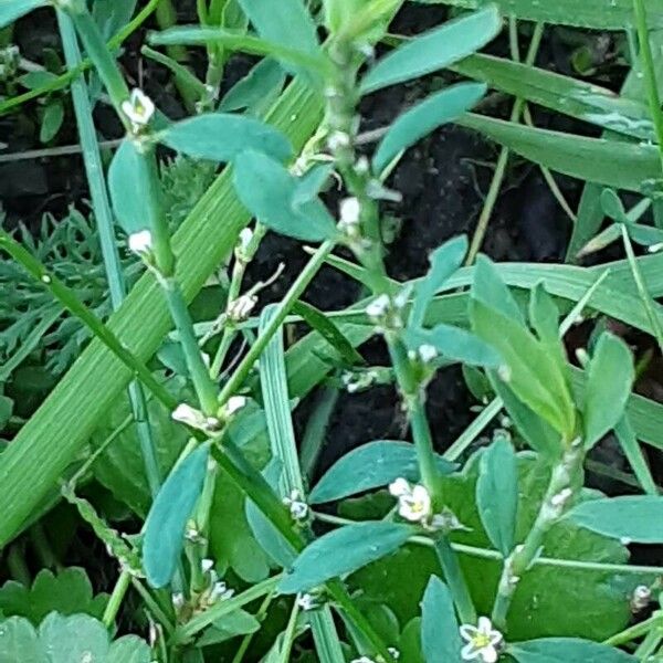 Polygonum aviculare Blomma