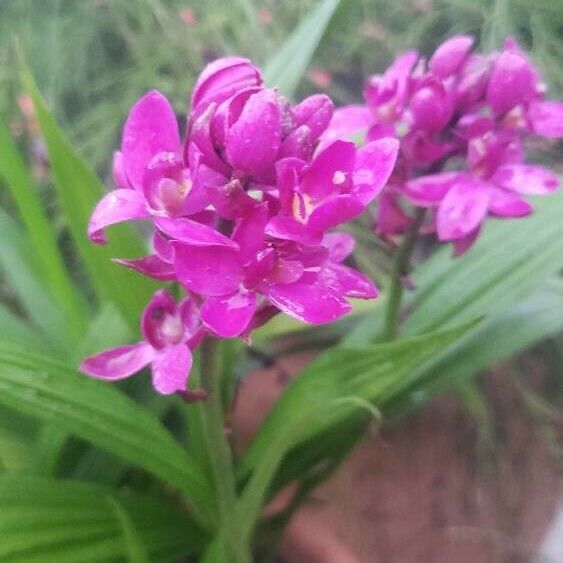 Spathoglottis plicata Lorea