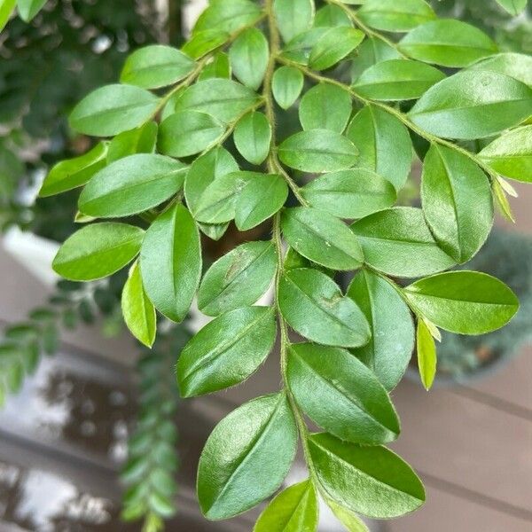 Diospyros buxifolia Leaf