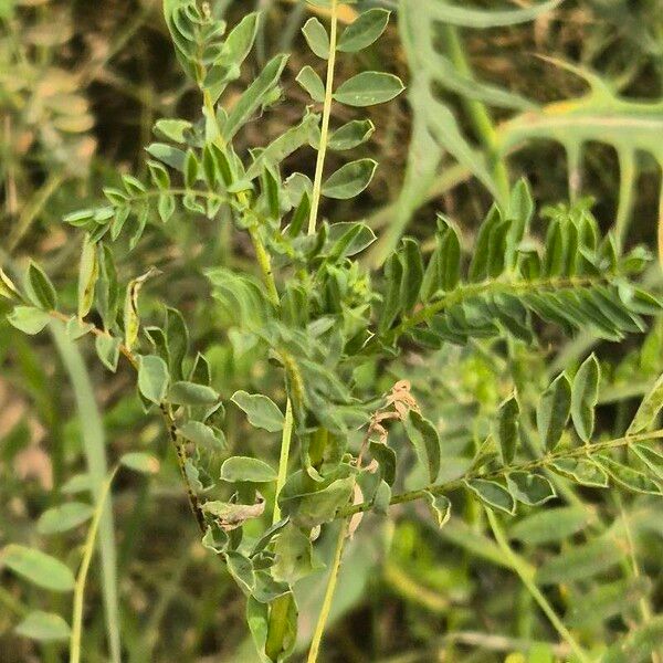 Astragalus atropilosulus Leaf