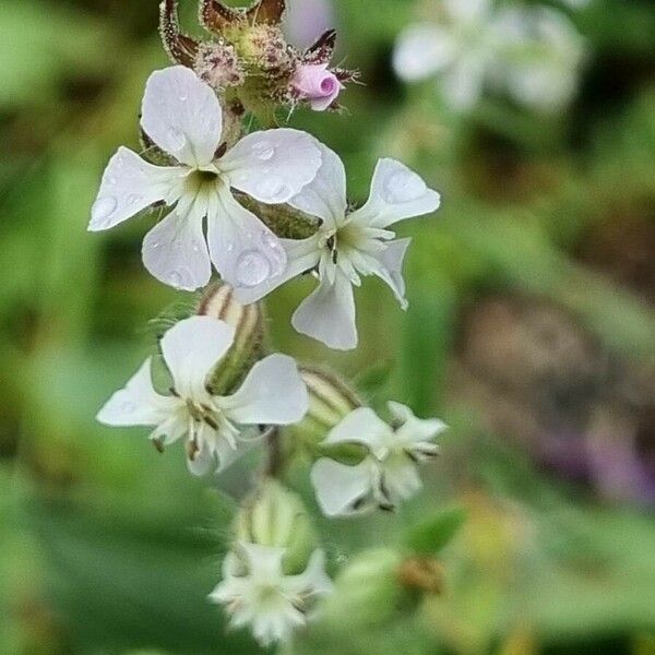 Silene gallica Flower