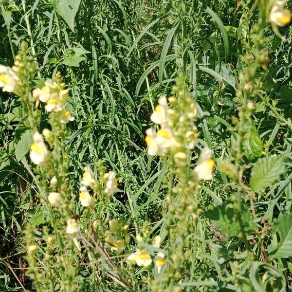 Linaria vulgaris Fiore