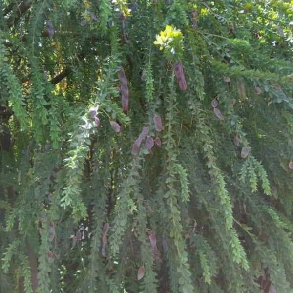 Acacia cultriformis Leaf