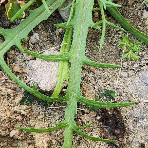 Senecio glaucus Frunză