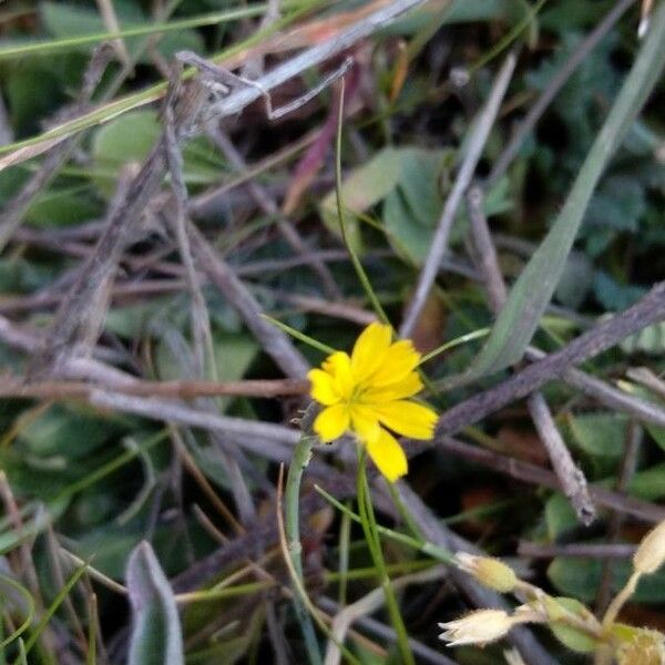 Rhagadiolus stellatus Flor