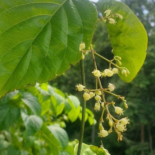 Cissus verticillata Floare