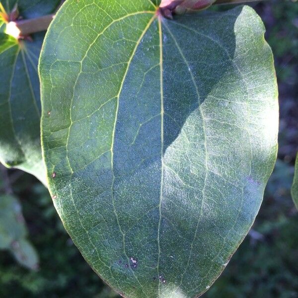 Coriaria ruscifolia Leaf