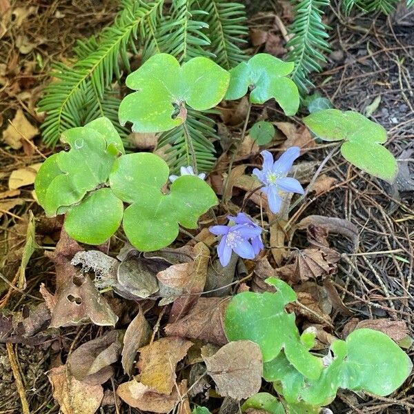 Hepatica nobilis Flower