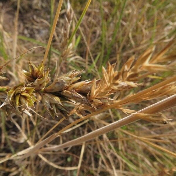 Carex arenaria Λουλούδι