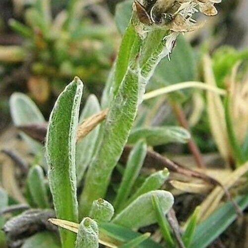 Antennaria carpatica ফুল