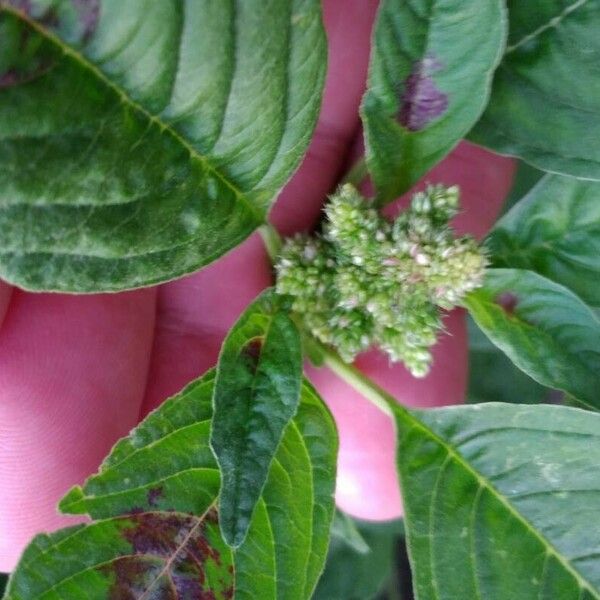 Amaranthus spinosus পাতা