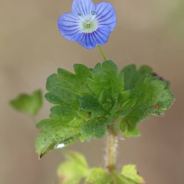 Veronica persica 整株植物