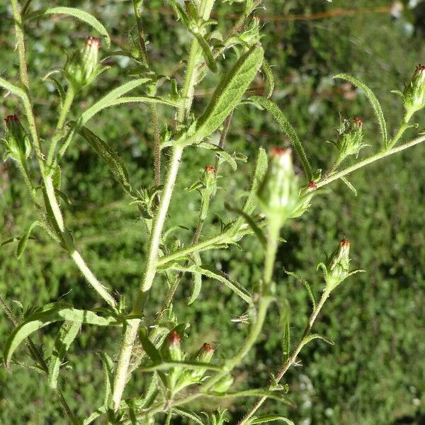 Dittrichia graveolens Plante entière