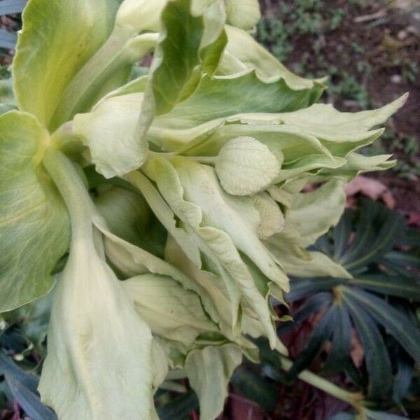 Helleborus foetidus Цвят