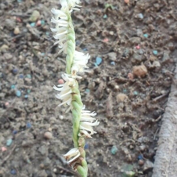 Spiranthes vernalis Flower