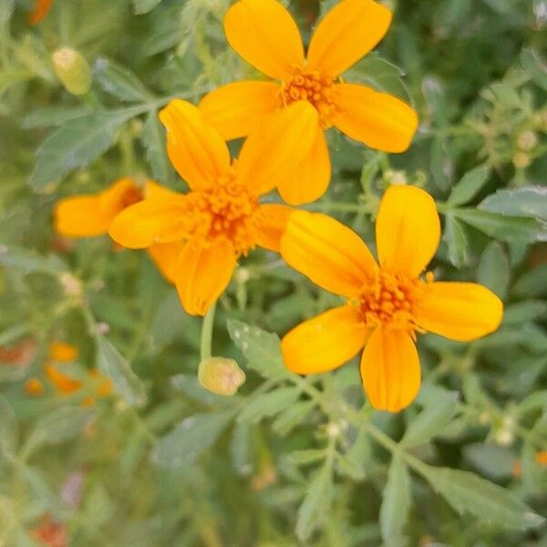 Tagetes tenuifolia Flower