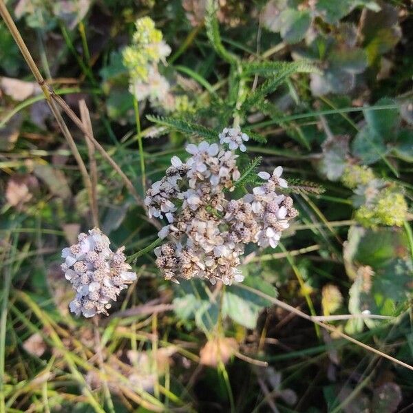 Achillea nobilis Flower