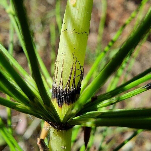 Equisetum telmateia Casca