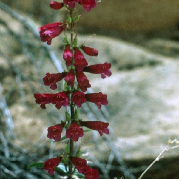 Penstemon utahensis Kukka