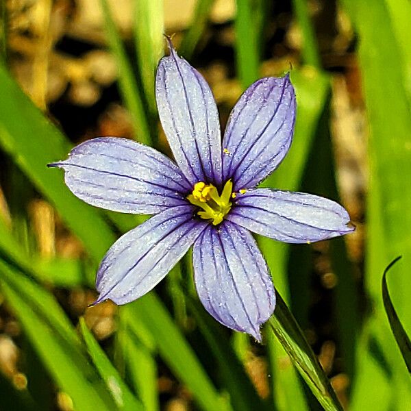 Sisyrinchium angustifolium 花